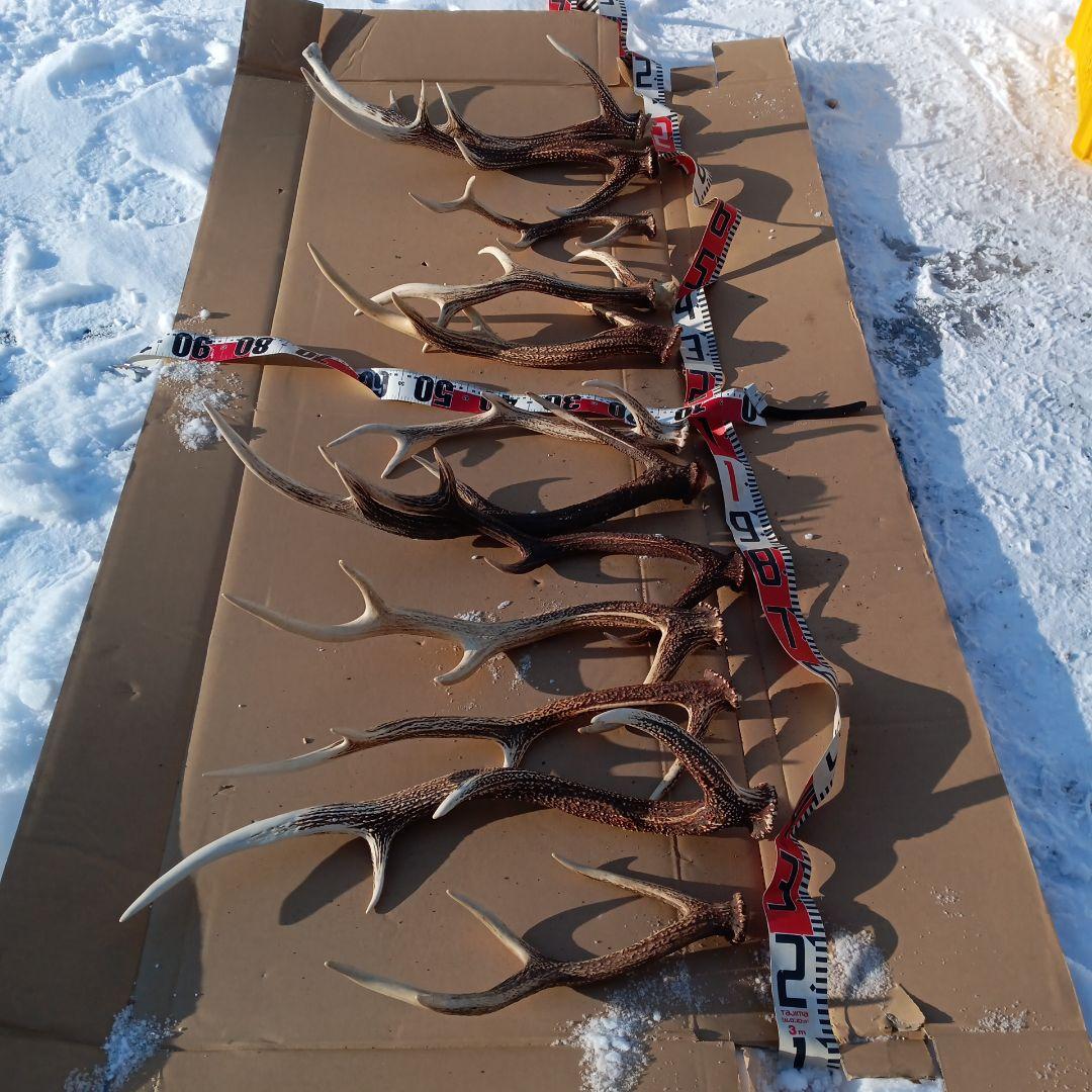 ク*ト様 蝦夷鹿の角 　犬用おもちゃ　工芸品などにどうぞ　１２番